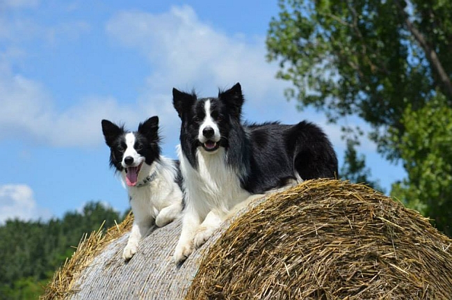 border collie